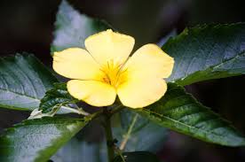 Image result for Turneraceae