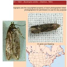 Image result for Bryotropha similis