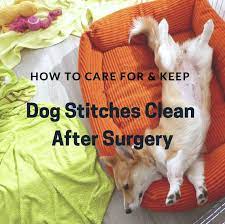 How To Care For And Keep Dog Stitches Clean After Surgery Dog Wound Care Dog Spay Neutering Dogs