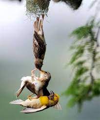 Rare Picture Of Parent Birds Saving Their Baby Pet Birds Animals Beautiful Beautiful Birds