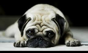 A collection of the top 46 doge wallpapers and backgrounds available for download for free. 45 Doge Wallpaper 1920x1080 On Wallpapersafari