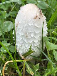 Image result for Coprinus comatus