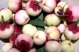 Gambar kartun buah lucu aneka jenis buah buahan segar gambar via kalimantanpers.co.id. Buah Buahan Unggul Indonesia Punah Siwalima