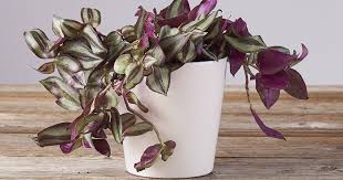 Image result for Tradescantia zebrina