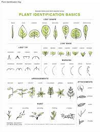 Basic Botany Describing Leaves Plant Identification Herbalism Botany