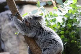 Image result for koalas