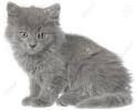 Smokey Grey Grey Long Haired Cat