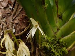 Image result for Jumellea