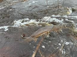 Have you ever seen the Sturgeon run? Come check out this amazing annual run  of the Sturgeon at the Big Falls Campground!!