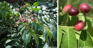 Image result for Clausena