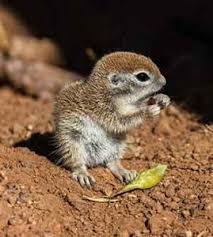 My name is round tailed ground squirrel. When Do Squirrels Have Babies A Look At The Kitten Litters