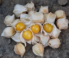 Image result for Physalis pubescens