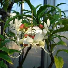 Image result for Clerodendrum abilioi