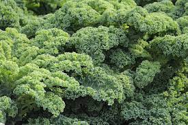 If you haven't tried them, you're really missing out. Kale Planting Growing And Harvesting Kale Plants At Home The Old Farmer S Almanac