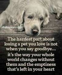  200 Red Dog Ideas In 2021 Dog Quotes Dog Love I Love Dogs