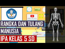 Check spelling or type a new query. Rangka Dan Tulang Manusia Ipa Kelas 5 Sd Youtube