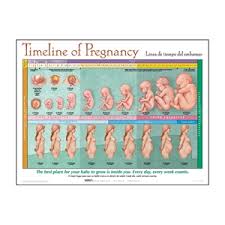Timeline Of Pregnancy Chart