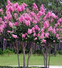 Entre y conozca nuestras increíbles ofertas y promociones. Foto Mirto Crespon Mirto Crepe Lagerstroemia Indica Los Arbustos Y Arboles Que Florecientes