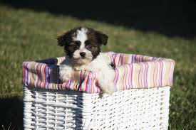 Check spelling or type a new query. Angie S Havanese Puppies California Havanese Puppy Breeder Deliver Nationally