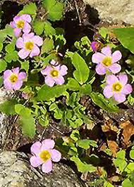 Image result for Oxalis depressa
