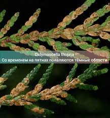 Image result for didymascella thujina