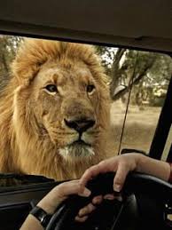 South Africa Safaris Get Close Up Looks At The Big Five On A South Africa Safari Wwf Tour South Africa Safari Africa Safari Wildlife Tour