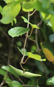Image result for Tacazzea apiculata