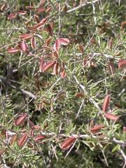 Image result for Phaeoptilum spinosum