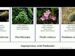 Image result for Osyridicarpos