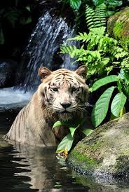 Singapore Travel Guide What To See Do Costs Ways To Save Singapore Travel Holiday In Singapore Singapore Travel Tips