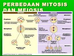 Persamaan Dan Perbedaan Mitosis Dan Meiosis Mitosis Biologi