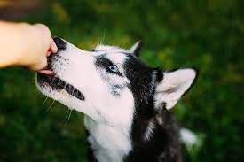 Check poison symptoms, diagnosis & treatments. Can Dogs Eat Almonds Are Almonds Bad For Dogs