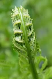 Image result for Struthiola rhodesiana