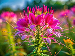 Image result for Cleome rutidosperma