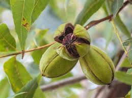 The pecan (carya illinoinensis) is a species of hickory native to the southern united states and northern mexico in the region of the mississippi river. What You Need To Know About Trace Elements For Pecans West Coast Nut