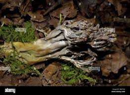 Image result for Clavulina cinerea