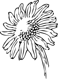 Style Guide Clker Sunflower Drawing Sunflower Clipart White Sunflowers