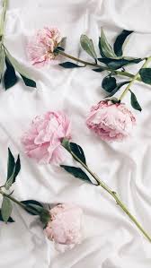 Iphone Phone Wallpaper White With Pink Roses Whatsonmymobile Com Roze Behang Bloem Behang En Iphone Achtergronden