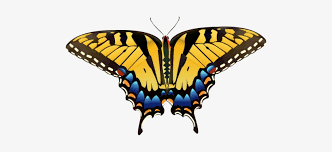 This yellow butterfly is the phoebis argante , a very cream yellow color. Yellow Butterfly Png Clip Art Yellow Butterfly Png Transparent Png 500x295 Free Download On Nicepng