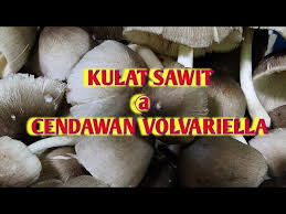 Resepi sambal cendawan kukur / sisir. Mencari Kulat Sawit Cendawan Volvariella Youtube