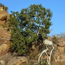 Image result for Ficus abutilifolia