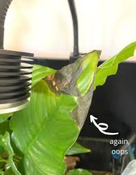 The best t5 grow lights will be the right dimensions, color temperature, and spectrum for your grow room. House Plant Grow Lights Everything You Ever Wanted To Know Planet Houseplant