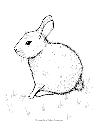 You should use this photograph for backgrounds on tablet with hd. Printable Bunny Rabbit Coloring Page The Inky Octopus