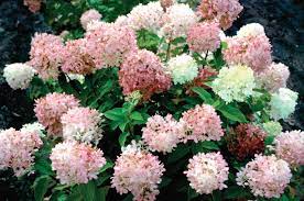 To ensure your shrub gets a good start, choose varieties that work in your usda hardiness zone. Shrubs That Burst Into Color For Fall Proven Winners