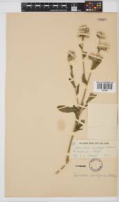 Image result for Vernonia ambigua