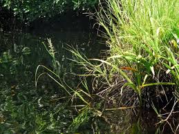 Image result for Echinochloa pyramidalis