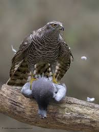 Pin Von Noureddine Bouih Auf Les Oiseaux Habicht