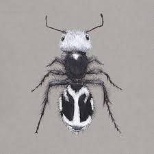 Image result for panda ant