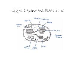 These high energy molecules are used for glucose synthesis in the dark reactions. Ppt Light Dependent Reactions Powerpoint Presentation Free Download Id 2861873