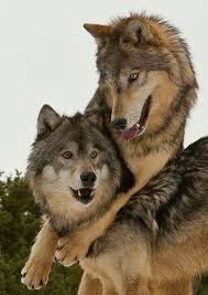 Pin By Antonella On Animals And Pets With Images Husky Farkas Allatok